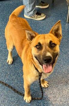 Shepherd Dogs Available for Adoption - 26-78 Argo | PetCurious