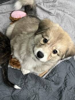 German Shepherd Dog and Husky Dogs Available for Adoption in Salisbury, Maryland - Rio | PetCurious