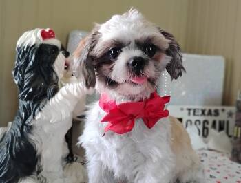 Zimba  -  Shih Tzu Dog for Sale in Houston, Texas - Zimba  | PetCurious
