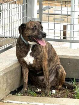 Shnitzel -  Mixed Breed Dog for Adoption in West Chester, Pennsylvania - Shnitzel | PetCurious