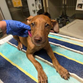 Acorn -  Terrier Dog for Adoption in Dallas, Texas - Acorn | PetCurious