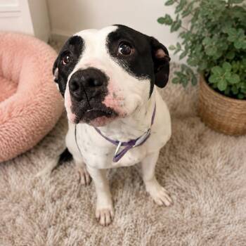 Stella -  Pit Bull Terrier Dog for Adoption in Blue Earth, Minnesota - Stella | PetCurious