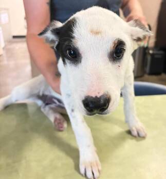 Terrier and Collie Dogs Available for Adoption in Rockwall, Texas - Found Stray: Celaena | PetCurious