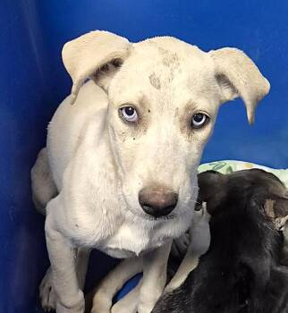 Jade - URGENT -  Yellow Labrador Retriever Dog for Adoption in Thousand Oaks, California - Jade - URGENT | PetCurious