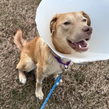 Yellow Labrador Retriever and Mixed Breed Dogs Available for Adoption - Twizzler | PetCurious