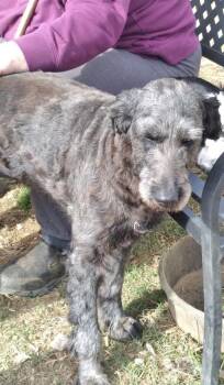 Rescue Labradoodle Dogs for Adoption in Manchester, Connecticut - Pepper 1 | PetCurious