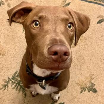 Pit Bull Terrier and Labrador Retriever Dogs Available for Adoption - Buddy | PetCurious