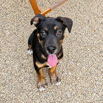 Terrier Dogs Available for Adoption in Hopkinton, Massachusetts - Finny | PetCurious