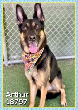 German Shepherd Dog Dogs Available for Adoption in Marietta, Georgia - ARTHUR | PetCurious