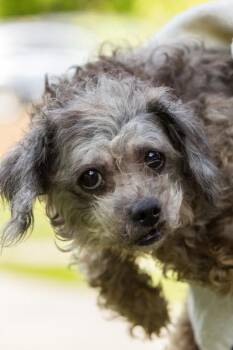 Mixed Breed Dogs Available for Adoption in West Chester, Pennsylvania - Deutzia | PetCurious