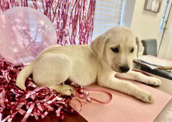 Porter -  Labrador Retriever and Feist Dog for Adoption in Gallatin, Tennessee - Porter | PetCurious