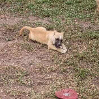 Kira -  German Shepherd Dog and Pit Bull Terrier Dog for Adoption in Salisbury, Maryland - Kira | PetCurious