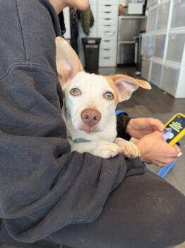 Ivy -  Chihuahua and Jack Russell Terrier Dog for Adoption in New York, New York - Ivy | PetCurious