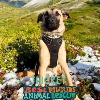 Thicket -  German Shepherd Dog Dog for Adoption in Wasilla, Alaska - Thicket | PetCurious
