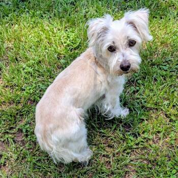 Penny Paige -  Maltese Dog for Adoption in Houston, Texas - Penny Paige | PetCurious