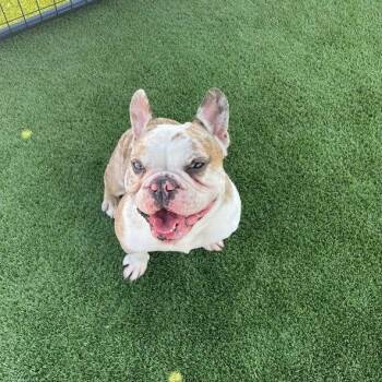 Zeus-SPECIAL NEEDS -  French Bulldog Dog for Adoption in Hopkinsville, Kentucky - Zeus-SPECIAL NEEDS | PetCurious