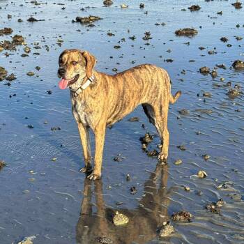 Rescue Mixed Breed Dogs for Adoption in Woolwich, Maine - Cami | PetCurious