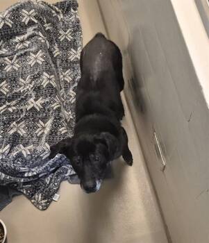 German Shepherd Dog and Mixed Breed Dogs Available for Adoption in Kent, Washington - PEPPER | PetCurious