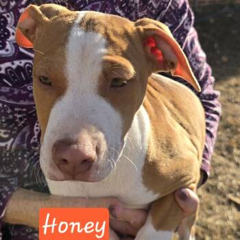 Rescue Shar Pei and Feist Dogs for Adoption in Lenoir, North Carolina - Honey (Coopers Corner) | PetCurious