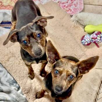 Miniature Pinscher Dogs Available for Adoption - Reggie | PetCurious