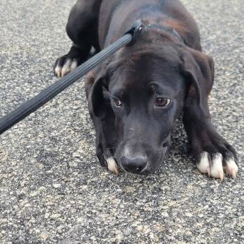 Labrador Retriever and Mixed Breed Dogs Available for Adoption in Smithfield, North Carolina - Lowe | PetCurious