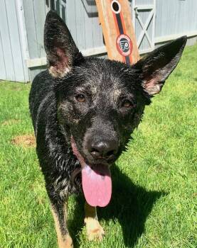 Vader -  German Shepherd Dog Dog for Adoption in Millburn, New Jersey - Vader | PetCurious