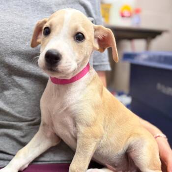 Sprinkles -  Mixed Breed Dog for Adoption in Ardmore, Oklahoma - Sprinkles | PetCurious