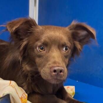 109366 -  Mixed Breed Dog for Adoption in Las Cruces, New Mexico - 109366 | PetCurious