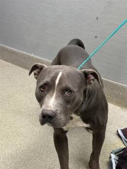 ZAK -  Pit Bull Terrier Dog for Adoption in Las Vegas, Nevada - ZAK | PetCurious