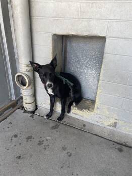 SANDY -  Terrier and Mixed Breed Dog for Adoption in Stockton, California - SANDY | PetCurious