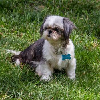 Shilo -  Shih Tzu Dog for Adoption in Wichita, Kansas - Shilo | PetCurious
