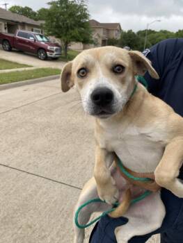 Mixed Breed Dogs Available for Adoption in Dallas, Texas - ROSA | PetCurious