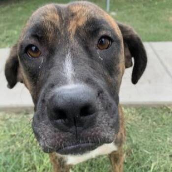 Rescue Boxer and Mixed Breed Dogs for Adoption in Dallas, Texas - Skeeter | PetCurious