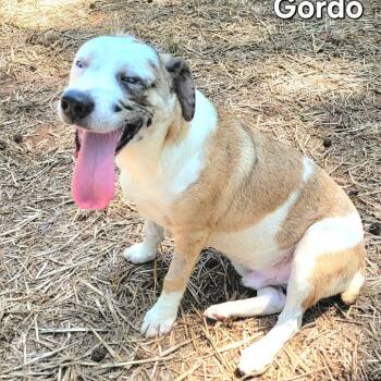 Rescue Jack Russell Terrier and Mixed Breed Dogs for Adoption in Wilmington, Delaware - Gordo | PetCurious