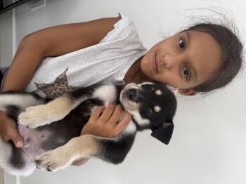 Brody -  Labrador Retriever and Husky Dog for Adoption in Miami, Florida - Brody | PetCurious