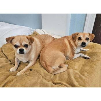 Honey & Hazel -  Pug and Chihuahua Dog for Adoption in Boulder, Colorado - Honey & Hazel | PetCurious