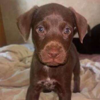 Hershey (available on 10/30) -  Labrador Retriever Dog for Adoption in Briarcliff Manor, New York - Hershey (available On 10/30) | PetCurious