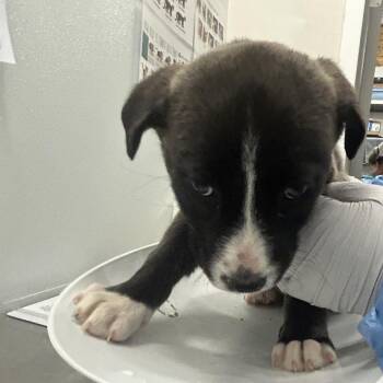 Mixed Breed Dogs Available for Adoption - Fry Sauce | PetCurious