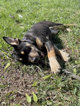 Australian Cattle Dog Blue Heeler Dogs Available for Adoption in Roxbury Township, New Jersey - Poppy  | PetCurious