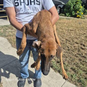 MARTY -  Rhodesian Ridgeback Dog for Adoption in San Antonio, Texas - MARTY | PetCurious