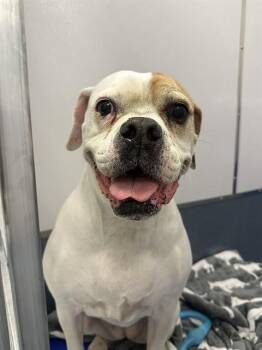 ELLIE -  Boxer Dog Available for Adoption in St. Louis, Missouri - ELLIE | PetCurious