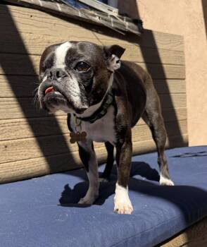 Chomper in CO -  Boston Terrier Dog Available for Adoption - Chomper In CO | PetCurious