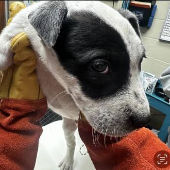 Mixed Breed Dogs Available for Adoption - 2/16/2026-Stray-TenthStreet_2 | PetCurious