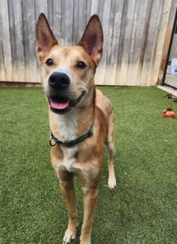 Rescue Husky and Mixed Breed Dogs for Adoption in Eugene, Oregon - Slipper | PetCurious