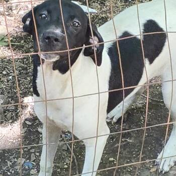 Remmy -  Bluetick Coonhound Dog for Adoption in Rossville, Georgia - Remmy | PetCurious