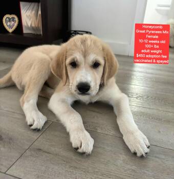 Great Pyrenees Dogs Available for Adoption in Oviedo, Florida - Honeycomb | PetCurious