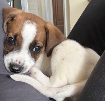 Fettucine -  Jack Russell Terrier Dog for Adoption in Plainfield, Illinois - Fettucine | PetCurious