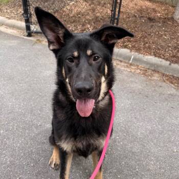 Mixed Breed Dogs Available for Adoption in Asheville, North Carolina - Cedar | PetCurious