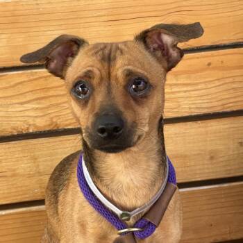 Carmelo -  Chihuahua Dog for Adoption in Long Beach, California - Carmelo | PetCurious