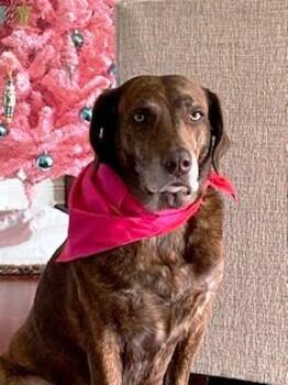 Rescue Labrador Retriever and Mountain Cur Dogs for Adoption in Lafayette, Louisiana - Ginger | PetCurious